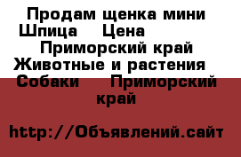 Продам щенка мини Шпица. › Цена ­ 15 000 - Приморский край Животные и растения » Собаки   . Приморский край